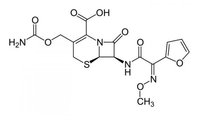 Proteus mirabilis в моче при беременности