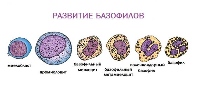 Эозинофилы у ребенка. норма, почему повышены, отсутствуют, понижены в крови. причины