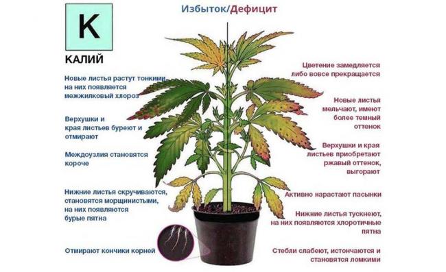 Калия хлорид - инструкция по применению