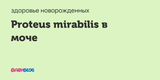 Proteus mirabilis (протей мирабилис): свойства, патогенность, лечение