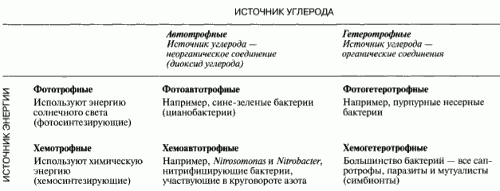 Бактерии-паразиты: виды и чем они опасны