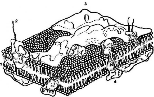 Функция цитоплазмы у бактерии