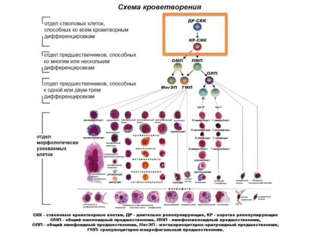 Что такое стволовые клетки и зачем они нужны?