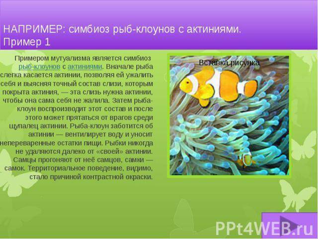 Мутуализм: характеристика, виды и примеры взаимоотношений