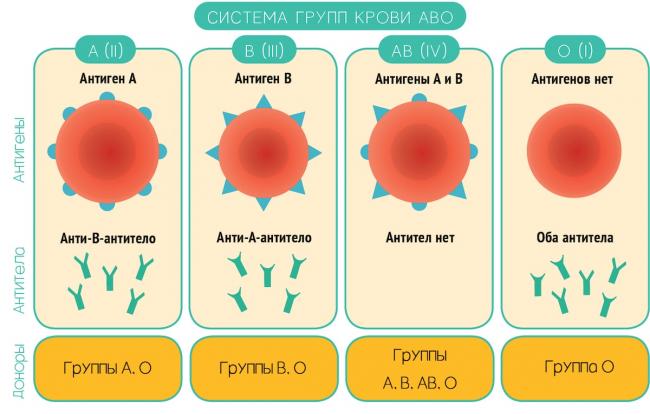 Таблица продуктов для диеты по группе крови 4 положительной
