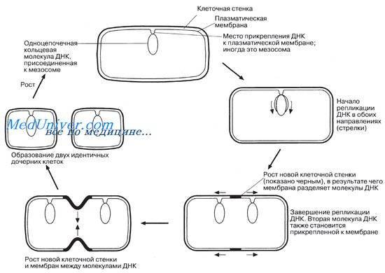 Характеристика основных групп микроорганизмов — студопедия