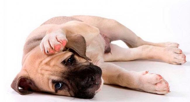 Отравление тубазидом у собак – симптомы и лечение