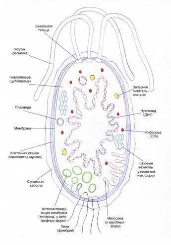 Биология и медицина
