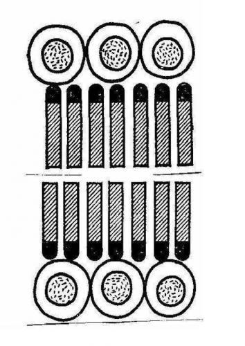 Функции бактерий с различных точек зрения