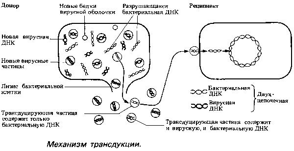 Опасная микрофлора рядом: множество способов размножения патогенных микроорганизмов