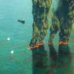 Искусственно созданная бактерия с именем синтия – биологическое оружие нового поколения. чума — острое инфекционное особо опасное заболевание