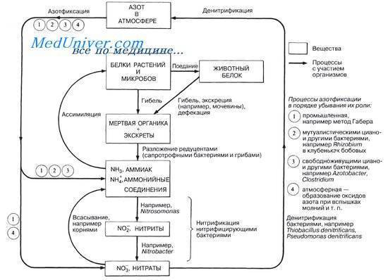 Круговорот азота