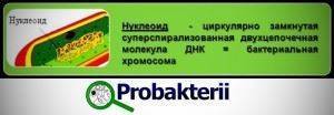Какие функции выполняет цитоплазма в бактерии?