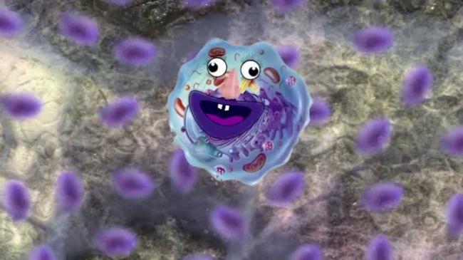 Бактерии азотфиксирующие