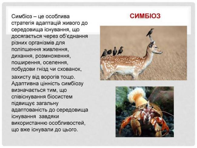 Уникальный подарок для земледельцев и феномен для ученых – азотфиксирующие клубеньковые бактерии