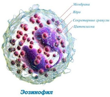 Эозинофилы повышены в крови: у ребенка, взрослого, причины, степени, лечение