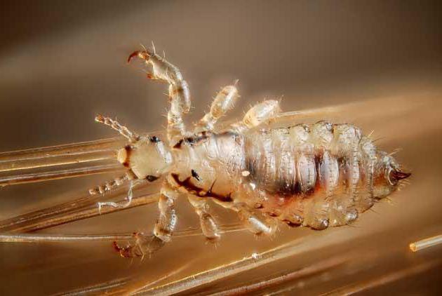 Веда 2 шампунь педикулицидный: отзывы, инструкция по применению от вшей, цена на средство