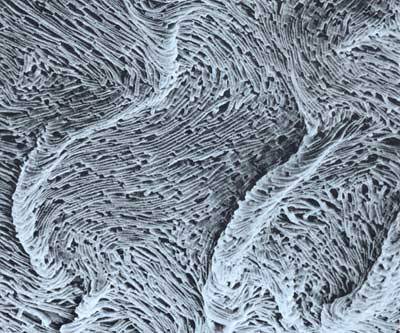 Группа молочнокислых бактерий: их физиолого-биохимические особенности, практическое значение, характеристика патогенных представителей молочнокислых бактерий