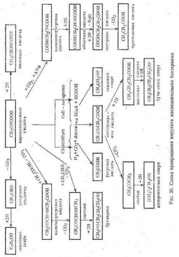 Полезные и вредные бактерии человека