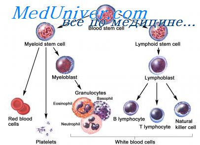 Стволовые клетки растений | портал 1nep.ru
