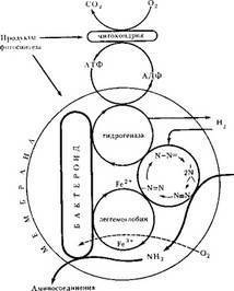 Превращение соединений азота