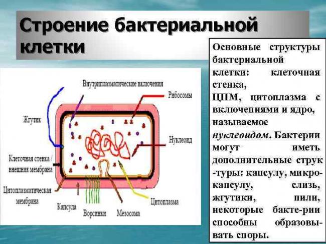 Бактерии. строение бактериальной клетки. формы. фото