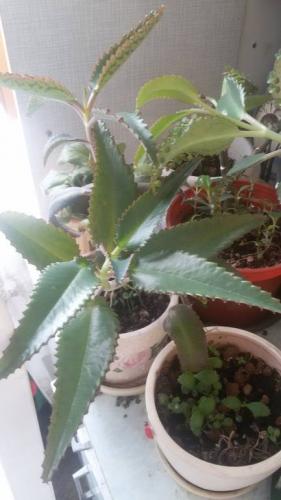 Каланхоэ от насморка, сок алоэ и их лечебные свойства