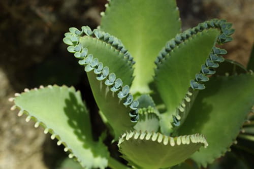 Капли ландыша инструкция по применению. инструкция по применению настойки ландыша