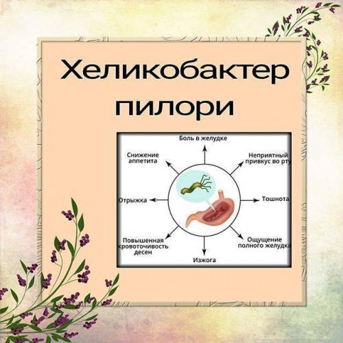 Зачем нужны и как работают бактерии в толстом кишечнике человека