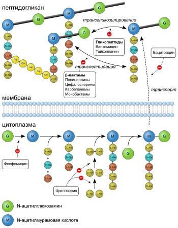 Обнаружен новый способ появления бактерий, устойчивых к антибиотикам - hi-news.ru