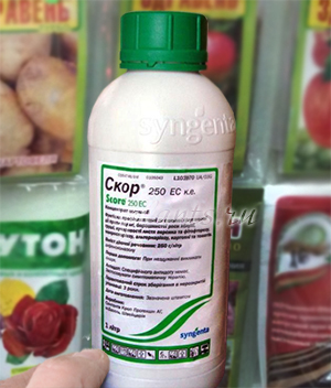 Огородный и садовый «лекарь» - фунгицид топаз, особенности препарата, отзывы, когда обрабатывать