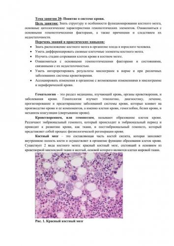 Реферат по биологии "стволовые клетки" (10класс)