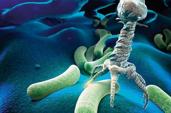 Как наука борется с бактериями, устойчивыми к антибиотикам — российская газета