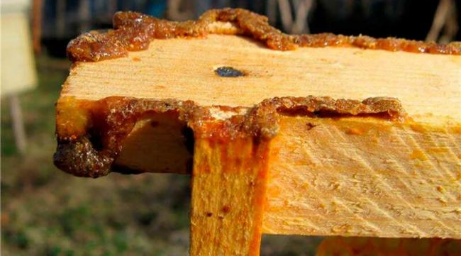 Водная настойка прополиса