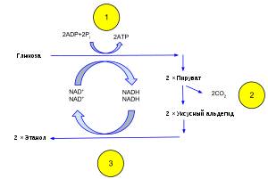 Полезные бактерии. роль и значение бактерий в жизни человека. фото