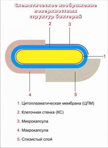 Функция цитоплазмы у бактерии
