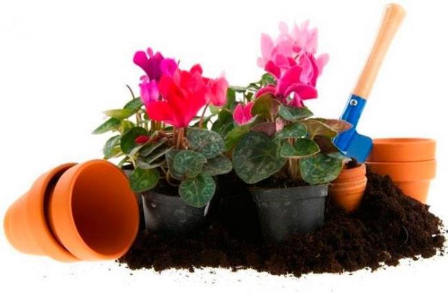 Капли цикламена описание, инструкция по применению