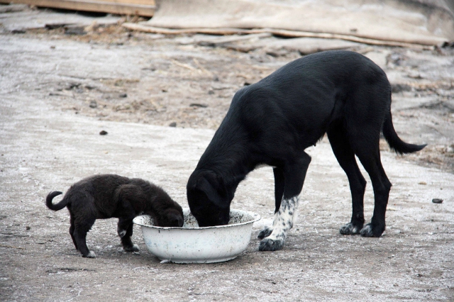 Отравление изониазидом у собак
