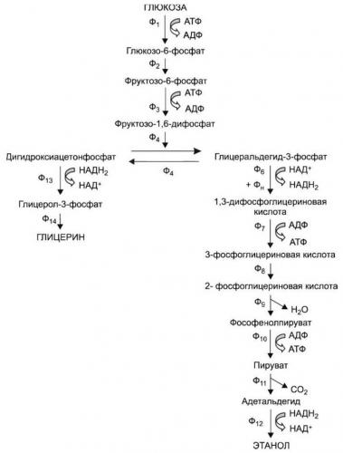 Польза и вред бактерий для человеческого организма