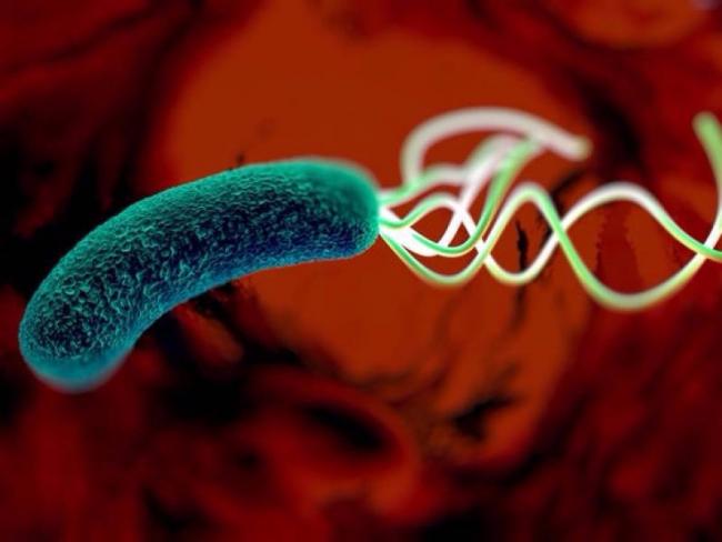 Какие 3 бактерии обязательно нужно лечить и почему это необходимо делать