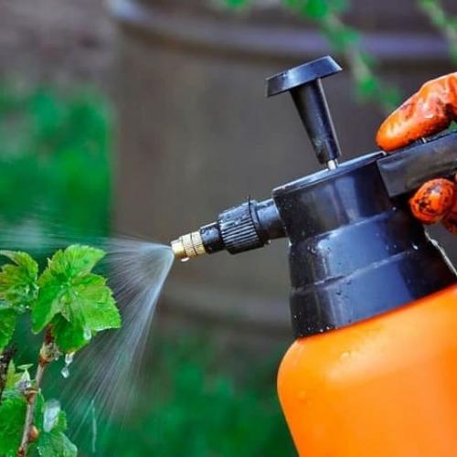 Фитоспорин – инструкция, применение, отзывы