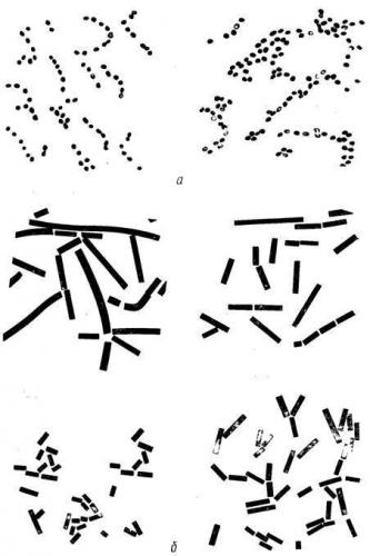 Молочнокислые бактерии — циклопедия