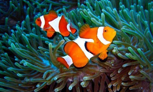 Симбиоз бактерий: как прожить с пользой