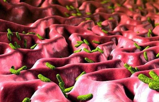 Хеликобактер пилори – лечение народными средствами, что такое хеликобактер пилори?