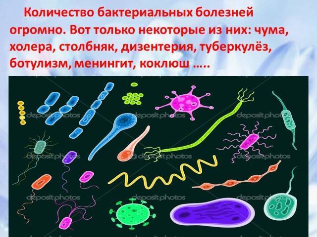 Болезнетворные бактерии: на коже, во рту, в кишечнике. фото грибков и бактерий