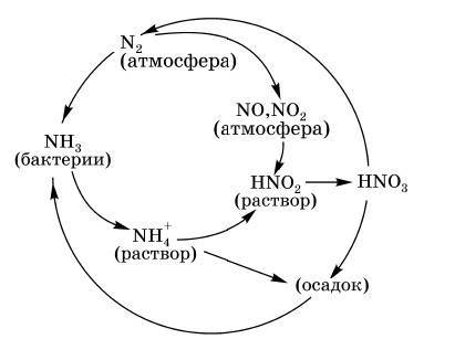 Особенности кругооборота воды и некоторых веществ в биосфере