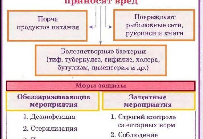 Наши соперники и помощники, или особенности существования бактерий