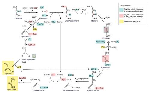 Молочнокислые бактерии: виды, классификация, значение