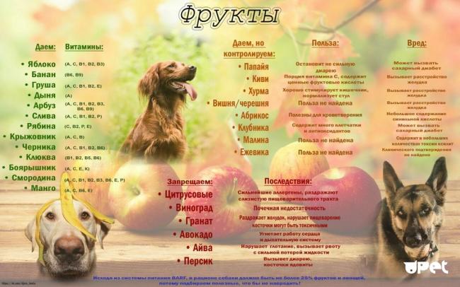 Отравление тубазидом у собак – симптомы и лечение