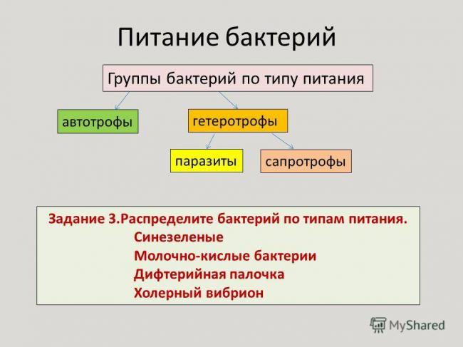 Паразиты в организме человека